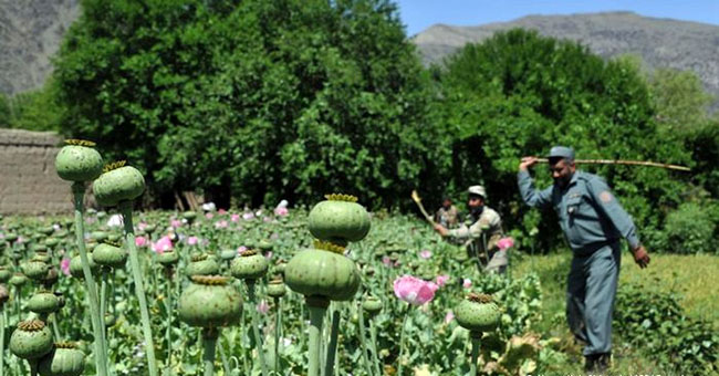 حکومت افغانستان:  جهان در مبارزه با مواد مخدر همکاری کند